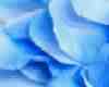 Blue Rose Rug