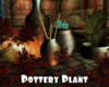 *Pottery Plant