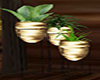 3 Gold Plant Pot Set