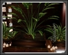 PLANTS 01