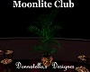 moonlite club palm plant