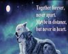 *SW*Wolf 4-Ever Together
