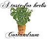 Herbs: Coriandrum
