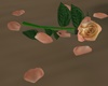 Rose + Petals