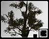 ♠ Medium Dark Tree