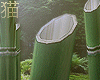 猫 Bamboo Forest