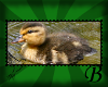 ~B~ Duckling Biggy Stamp