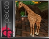 Gia the giraffe