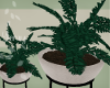 Y: Fern Plant Vase