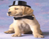 Cute Puppy & Top Hat