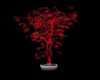 !K61! Red Glow Plant