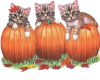 cats in pumpkins 55