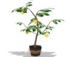 Lemon   Plant