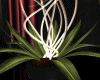 :YL:Riza Plant