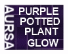 (1A)Potted-PurplePalmGlo