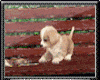 #TLD# My Puppy Bench