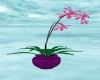 [m58]Plant Orchidea /p