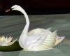 (TRL) Asian Anim Swan