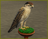 Falcon On Perch