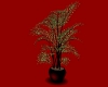 Gold Plant Red Pot