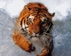 tiger sticker