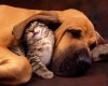 puppy and kitten