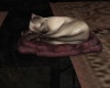 Sleeping Cat Rose