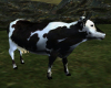 Cow Holstein Viking