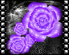 Sinz | Rose Purple
