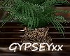 GYPSEY's Africa Plant 2