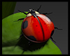S* Lucky Ladybug
