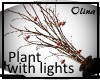 (OD) Plant with lights
