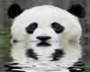 Water Panda