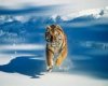 Tiger running thru snow