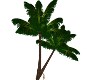 Palm Tree Dev 2