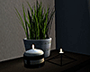 Urban Candles & Plant