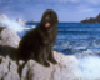 SEA TRADGEY