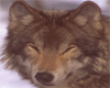 Wolf 6 Sticker