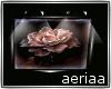 Picture frame rose