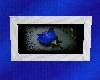 1(MW) Blue Rose Pic 001