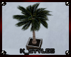 KS_Noctem Palm Plant