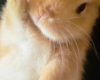 sweetty bunny