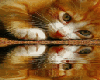 Ginger Cat Reflection
