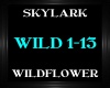 Skylark ~ Wildflower