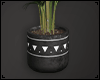 Tropical Palm- Black Pot