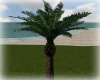 [Luv] Palm Tree - Add on