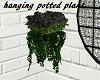 M/M  Hanging Pot Plant