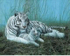 Mystical White Tigers