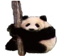 {ke} Panda1
