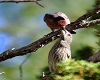 Kissing Birds